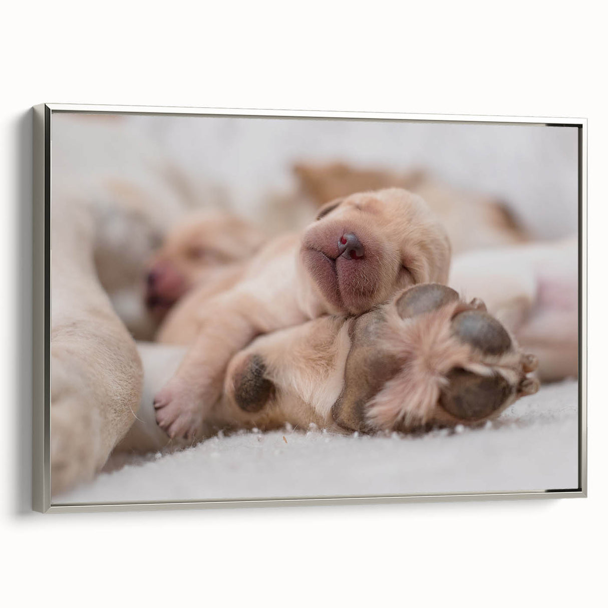 Framed canvas wall art featuring a vibrant design of dogs in a wild-life theme, showcased with a sleek silver frame, ideal for animal lovers and home decor enthusiasts.