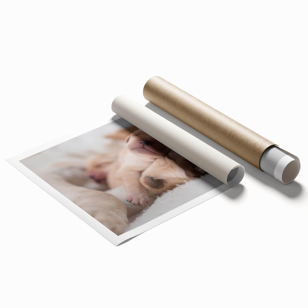 Colorful wall art print showcasing various dog breeds in a playful design, ideal for animal lovers and home decoration, rolled for easy framing and display.