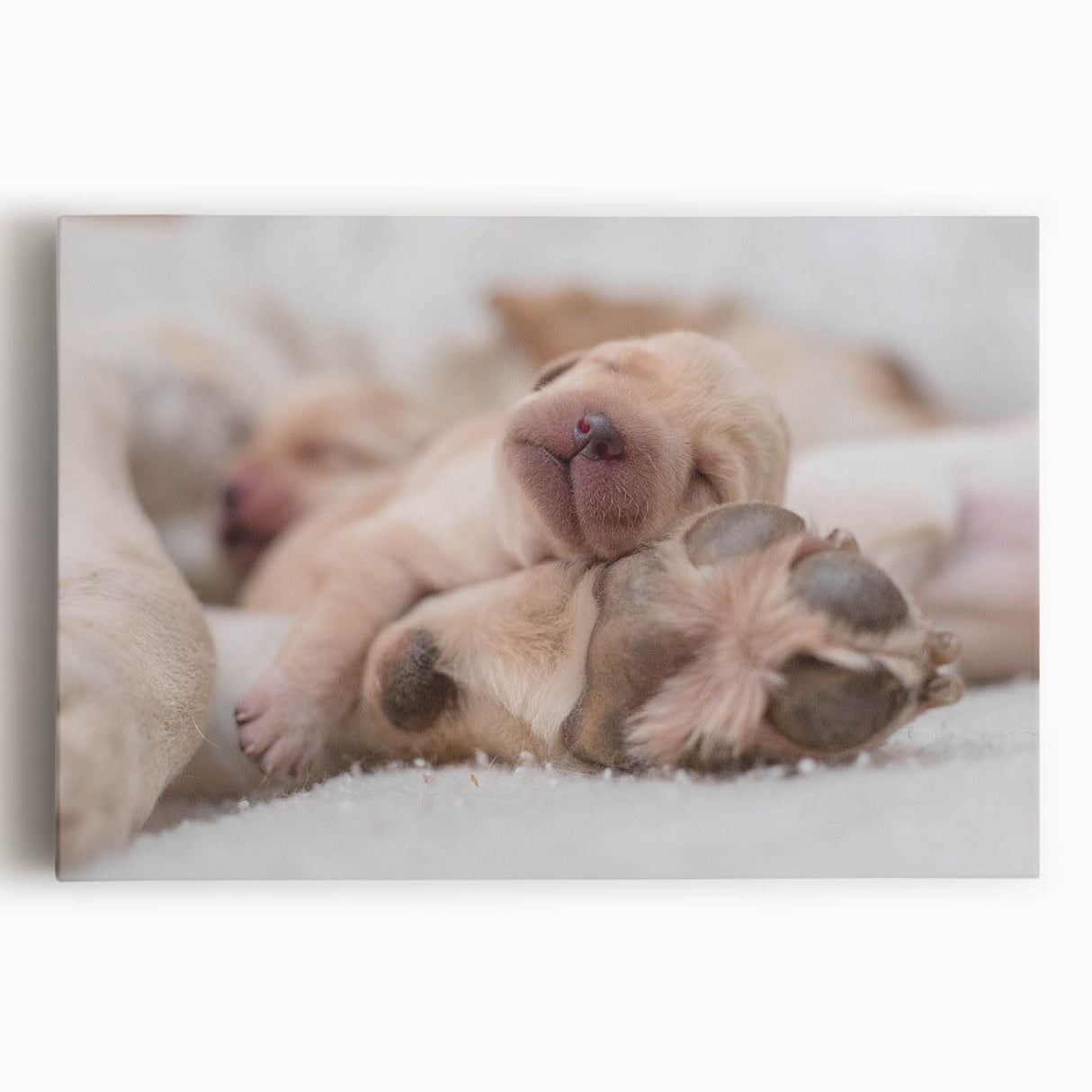 Canvas wall art showcasing a vibrant design of wild dogs in a natural setting, perfect for animal lovers. Stretched and ready to hang, adds a unique touch to home decor.