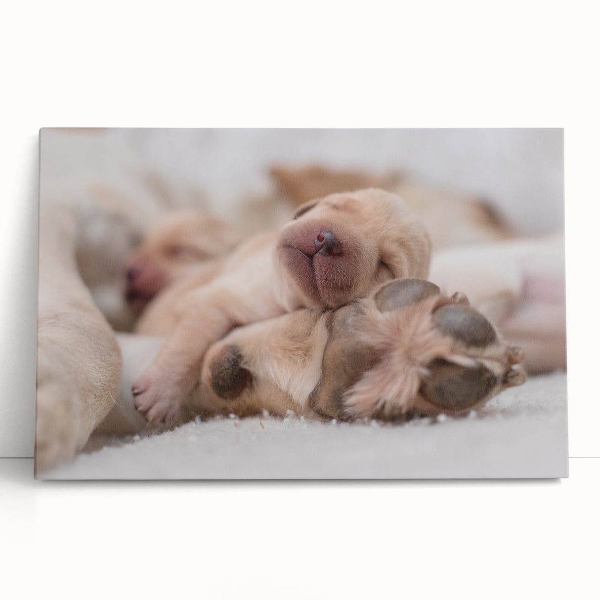 Stretched canvas showcasing a vibrant dog-themed wall art design, featuring playful colors and intricate details, perfect for animal lovers' home decor.