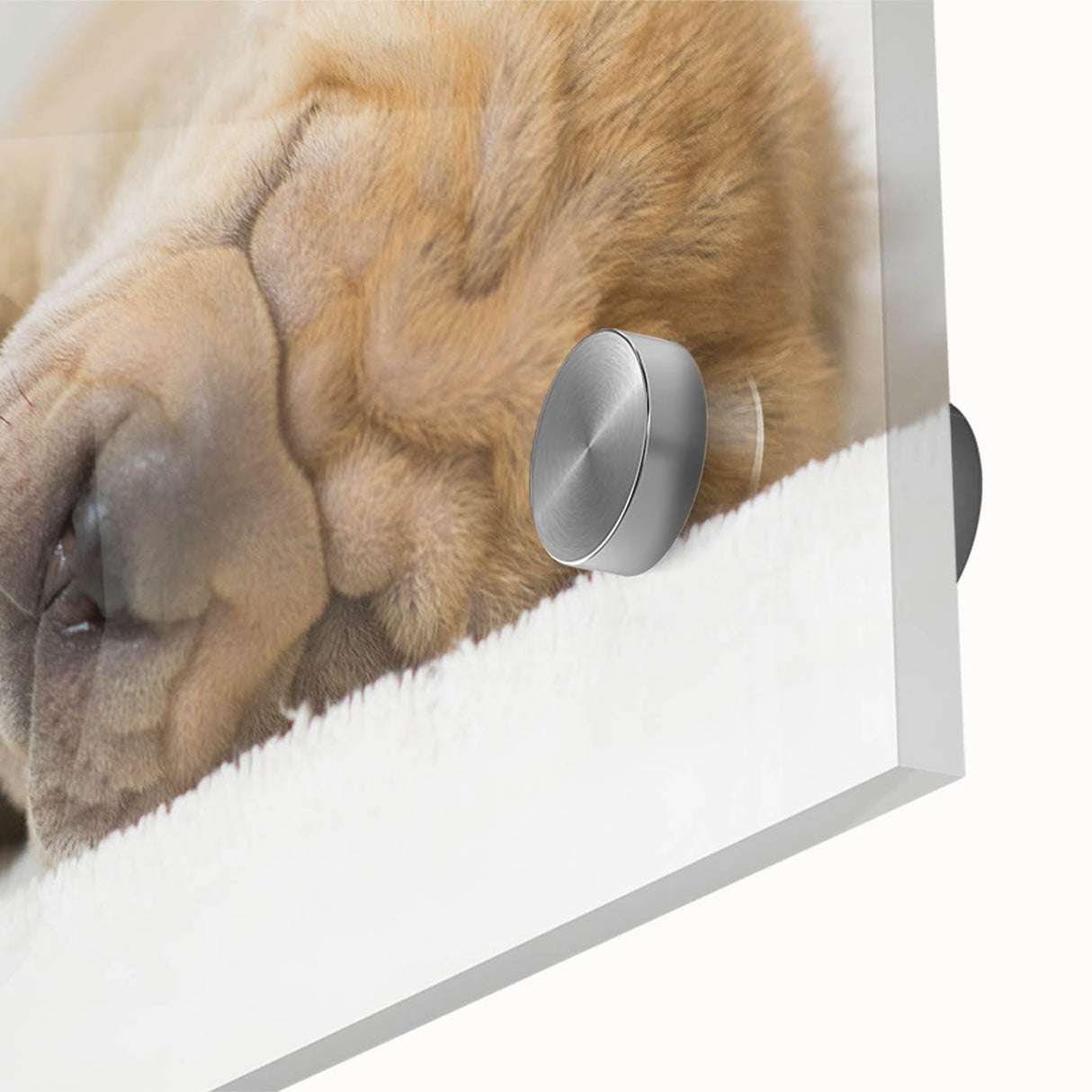 Colorful close-up of an acrylic glass wall art piece showcasing a vibrant design of various dog breeds, highlighting their unique features and playful expressions, perfect for animal lovers and home decor enthusiasts.