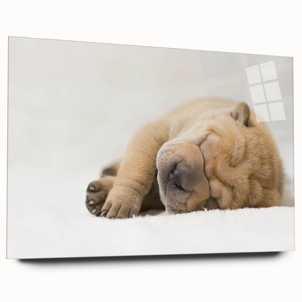 Acrylic glass wall art showcasing a vibrant dog design from the 'Animals: A Wild Life' collection, presented in a side view with no pins visible, perfect for modern decor.