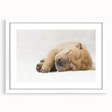 Framed wall art featuring a vibrant dog design from the "Animals A Wild Life" collection, set against a sleek white mat, perfect for home decor.