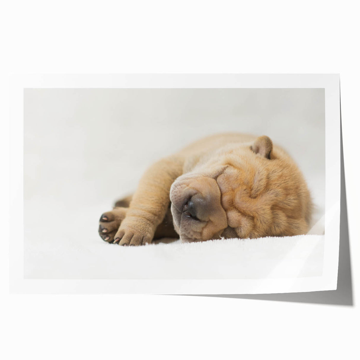 Colorful wall art print featuring a playful design of various dog breeds in a wild, whimsical style. Perfect for pet lovers, it showcases vibrant colors and detailed illustrations, making it an eye-catching addition to any home decor.