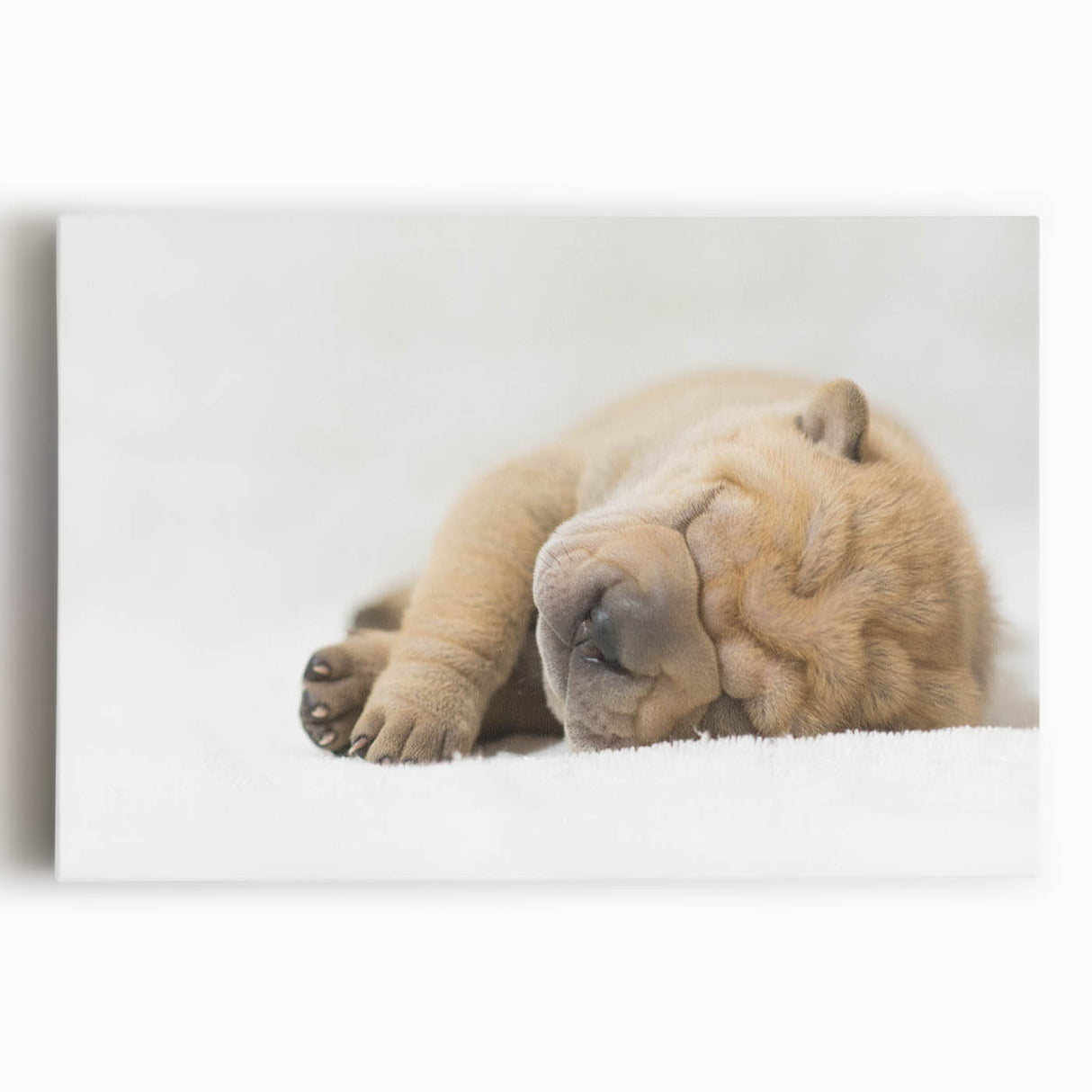 Colorful stretched canvas wall art depicting a lively dog design, showcasing playful expressions and vibrant colors, perfect for animal lovers and home decor.