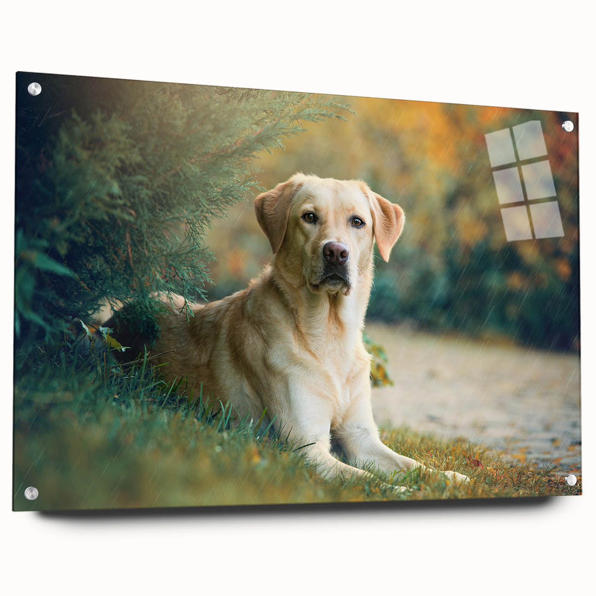 Side view of a vibrant acrylic glass wall art collection showcasing playful dog designs, featuring multiple colorful prints and stylish pins for easy display.