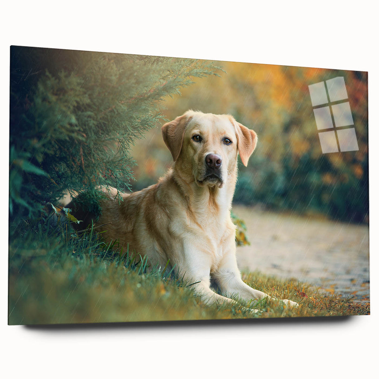 Acrylic wall art showcasing a vibrant dog design from the "Animals: A Wild Life" collection, featuring a colorful side view without pins, ideal for pet lovers’ decor.