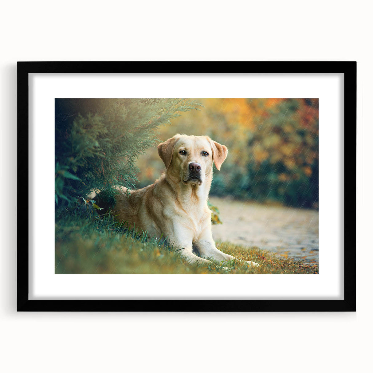 Framed wall art featuring a striking design of various dog breeds on a black background, showcasing vibrant colors and intricate details in an 18-inch frame.