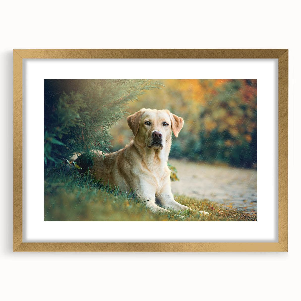 Framed wall art featuring a vibrant dog design from the 'Animals A Wild Life' collection, with a gold mat and elegant frame, perfect for home decor.