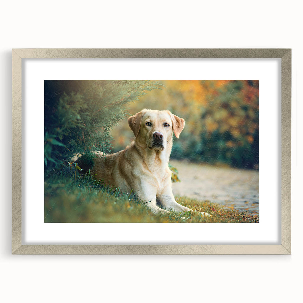 Framed wall art design showcasing playful dogs in a vibrant wildlife theme, featuring a silver frame and mat, perfect for animal lovers and home decor.