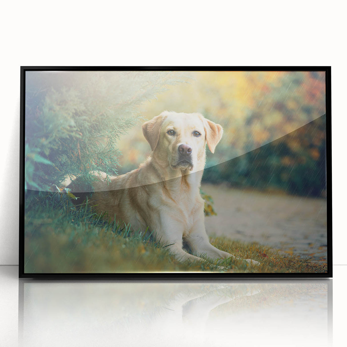 Framed wall art showcasing a vibrant dog design from the 'Animals: A Wild Life' collection, featuring a sleek black frame and acrylic front for a modern touch.