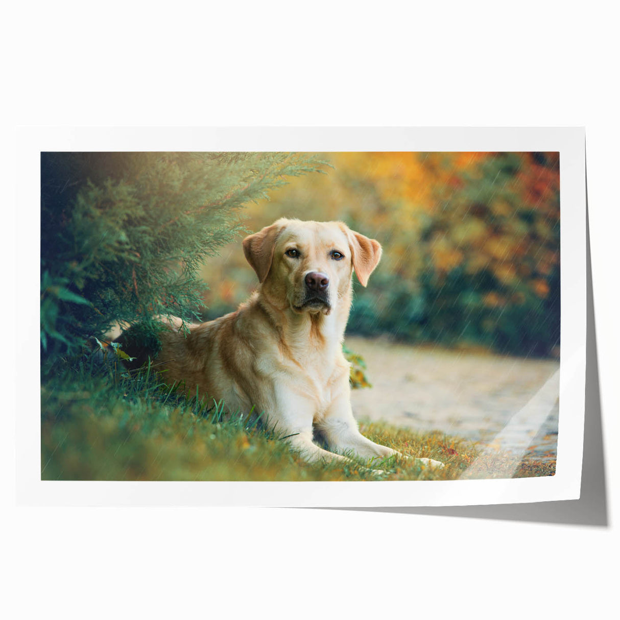 Rolled print featuring a vibrant dog-themed wall art design, showcasing playful silhouettes against a colorful background, ideal for animal lovers' decor.