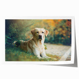 Rolled print featuring a vibrant dog-themed wall art design, showcasing playful silhouettes against a colorful background, ideal for animal lovers' decor.