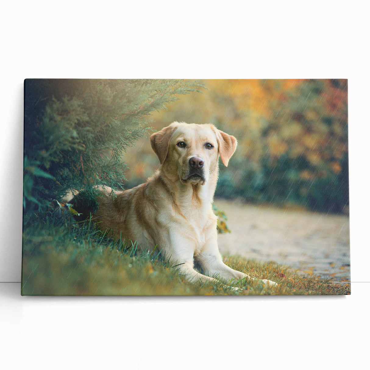 Stretched canvas wall art featuring a vibrant design of wild dogs in a natural setting, ideal for animal lovers and home decor enthusiasts. Perfect for adding a touch of wildlife to any room.