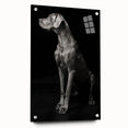 Majestic Great Dane Dog Wall Decor - Dog Art Prints & Gifts