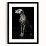 Majestic Great Dane Dog Wall Decor - Dog Art Prints & Gifts