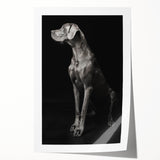 Majestic Great Dane Dog Wall Decor - Dog Art Prints & Gifts