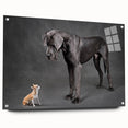 Acrylic glass wall art featuring a vibrant dog design from the 'Animals A Wild Life' collection, showcasing detailed colors and textures, ideal for animal lovers.