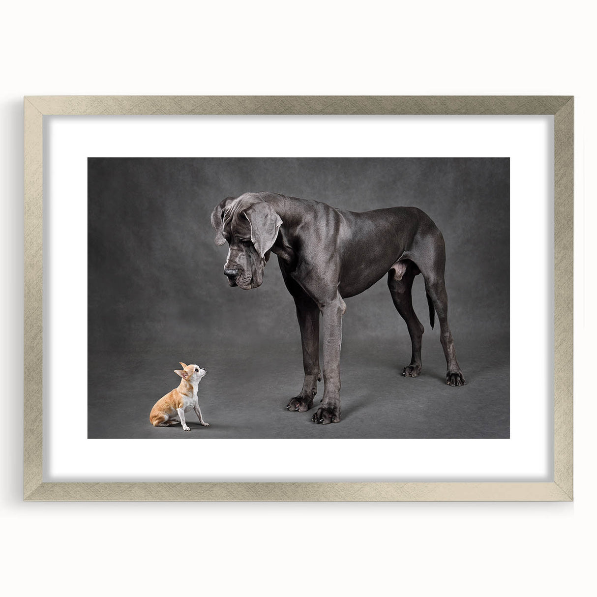 Framed wall art featuring a vibrant dog design from the "Animals: A Wild Life" collection, showcased with a silver frame and mat, perfect for pet lovers' decor.