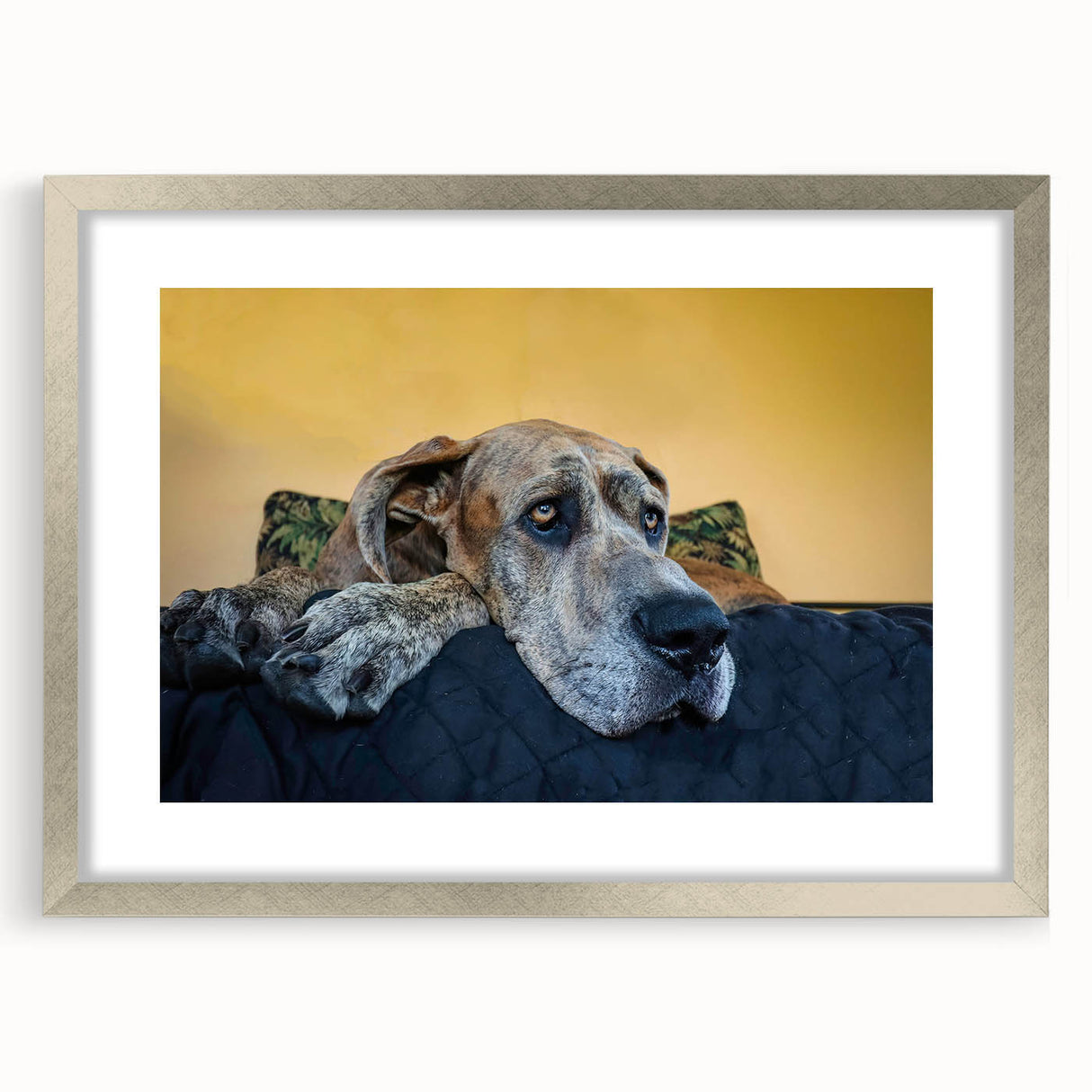 Framed wall art showcasing a vibrant dogs design from the 'Animals A Wild Life' collection, featuring a sleek silver frame and mat, perfect for home decor.
