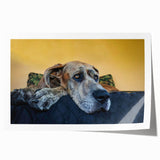 Colorful wall art print showcasing a playful design of various dog breeds against a vibrant background, rolled and ready for stylish home decor. Ideal for animal lovers and modern interiors.