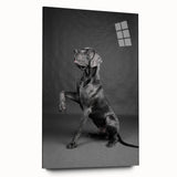 Acrylic wall art collection showcasing a vibrant dog design, displayed in a side view without pins, featuring rich colors and intricate details, ideal for pet lovers.