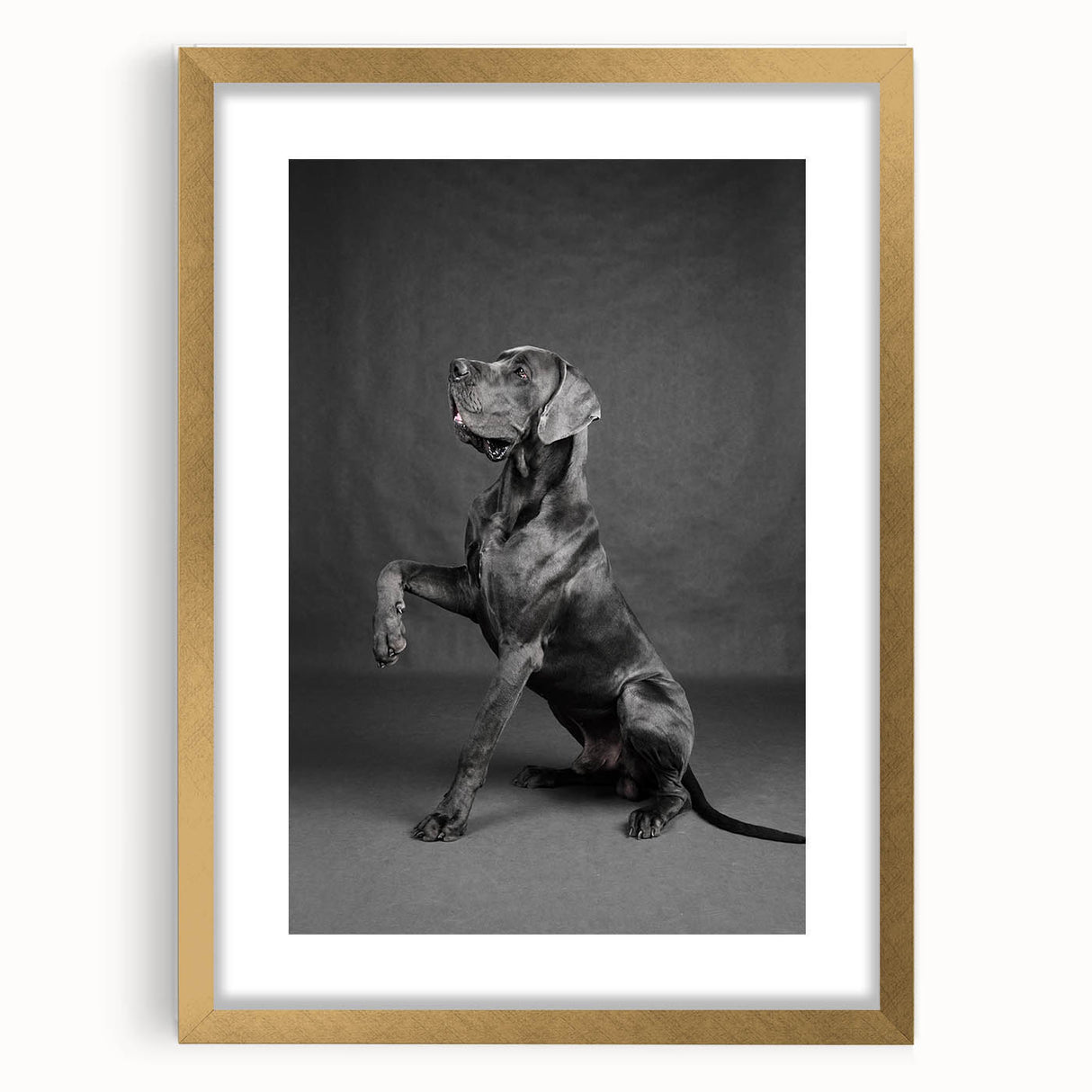 Gold-framed wall art collection featuring a vibrant design of various dogs, showcasing intricate details and textures, perfect for animal lovers' decor.