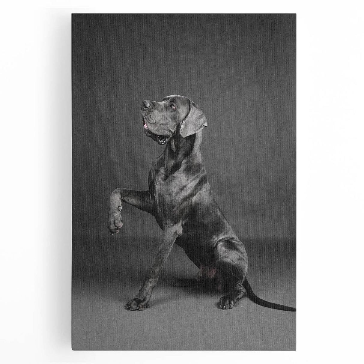 Stretched canvas wall art featuring a vibrant design of various dog breeds in a wild-life theme, showcasing detailed fur textures and bright colors, ideal for pet lovers.