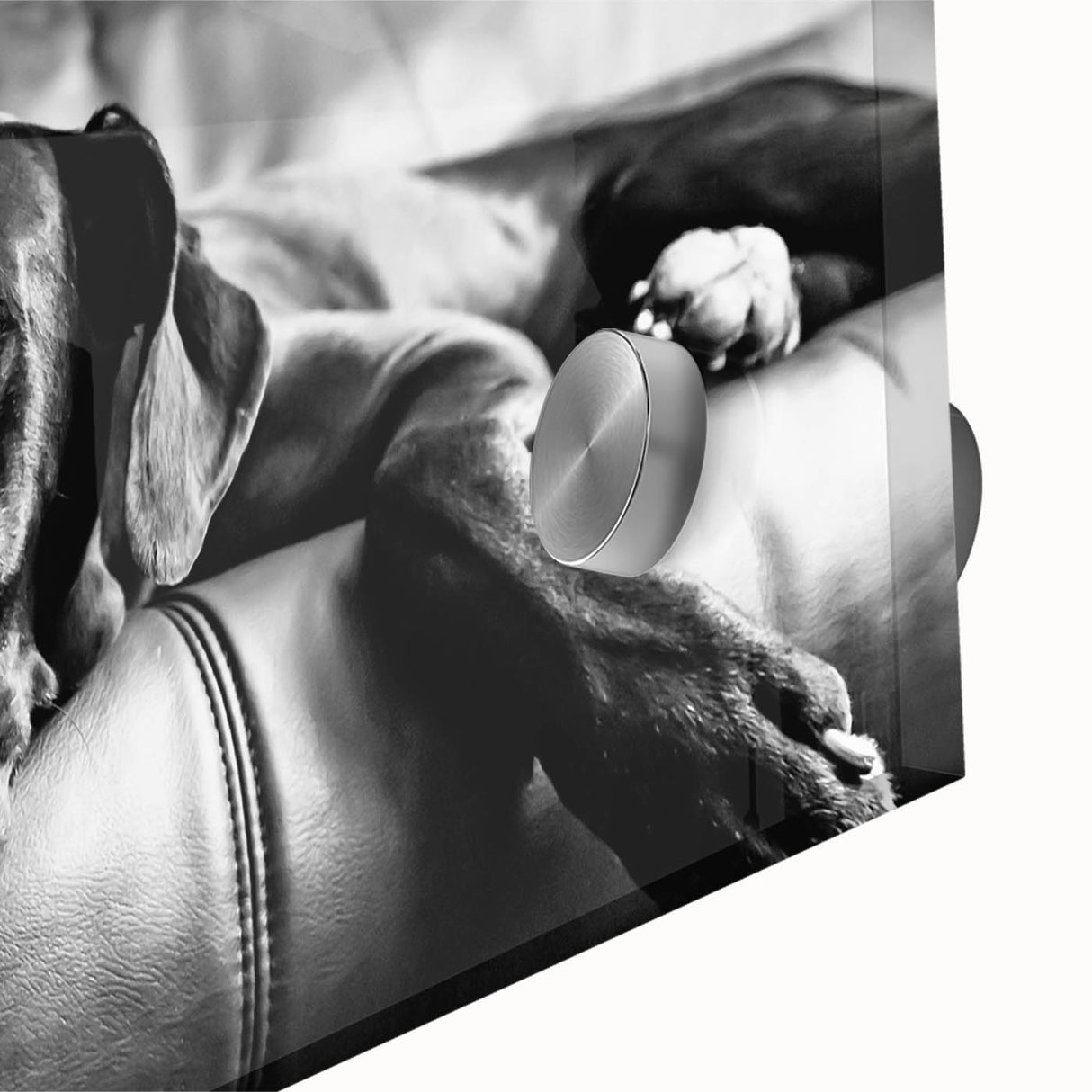 Close-up of a vibrant acrylic glass wall art piece featuring a wild dog design, showcasing detailed fur textures and vivid colors, perfect for animal lovers' decor.