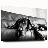 Acrylic glass wall art collection showcasing a vibrant dog design, featuring a colorful, abstract depiction of various dog breeds in a modern setting. Ideal for pet lovers and home decor enthusiasts.