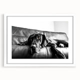 Framed wall art featuring a collection of wild dog illustrations, presented in a sleek white frame with a mat, ideal for animal lovers and home decor enthusiasts.