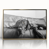 Framed wall art collection showcasing a vibrant dog design with a gold acrylic front, perfect for animal lovers seeking stylish home decor.