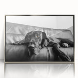 Framed acrylic wall art showcasing a vibrant design of various dog breeds in a wild life theme, highlighted with a sleek silver frame, perfect for pet lovers.