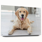 Acrylic glass wall art showcasing a vibrant dog design from the Wild Life collection, featuring colorful illustrations and mounted with pins for display.