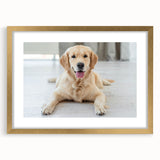 Framed wall art collection showcasing a stylish gold border design featuring playful dogs in a vibrant wildlife setting, perfect for animal lovers’ decor.