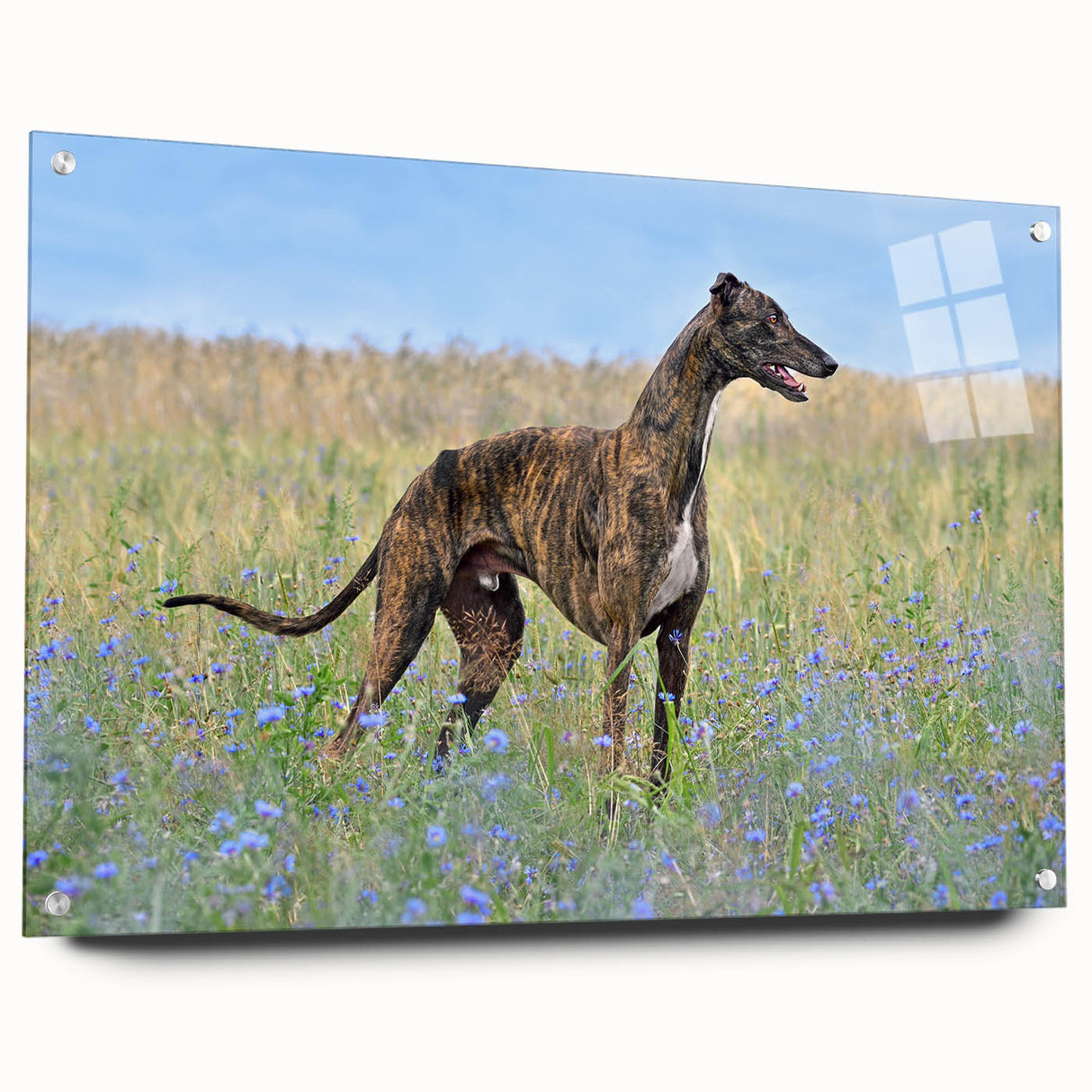 Acrylic wall art collection showcasing a vibrant design of wild dogs in a natural setting, displayed with mounting pins on a sleek glass panel, perfect for animal lovers.