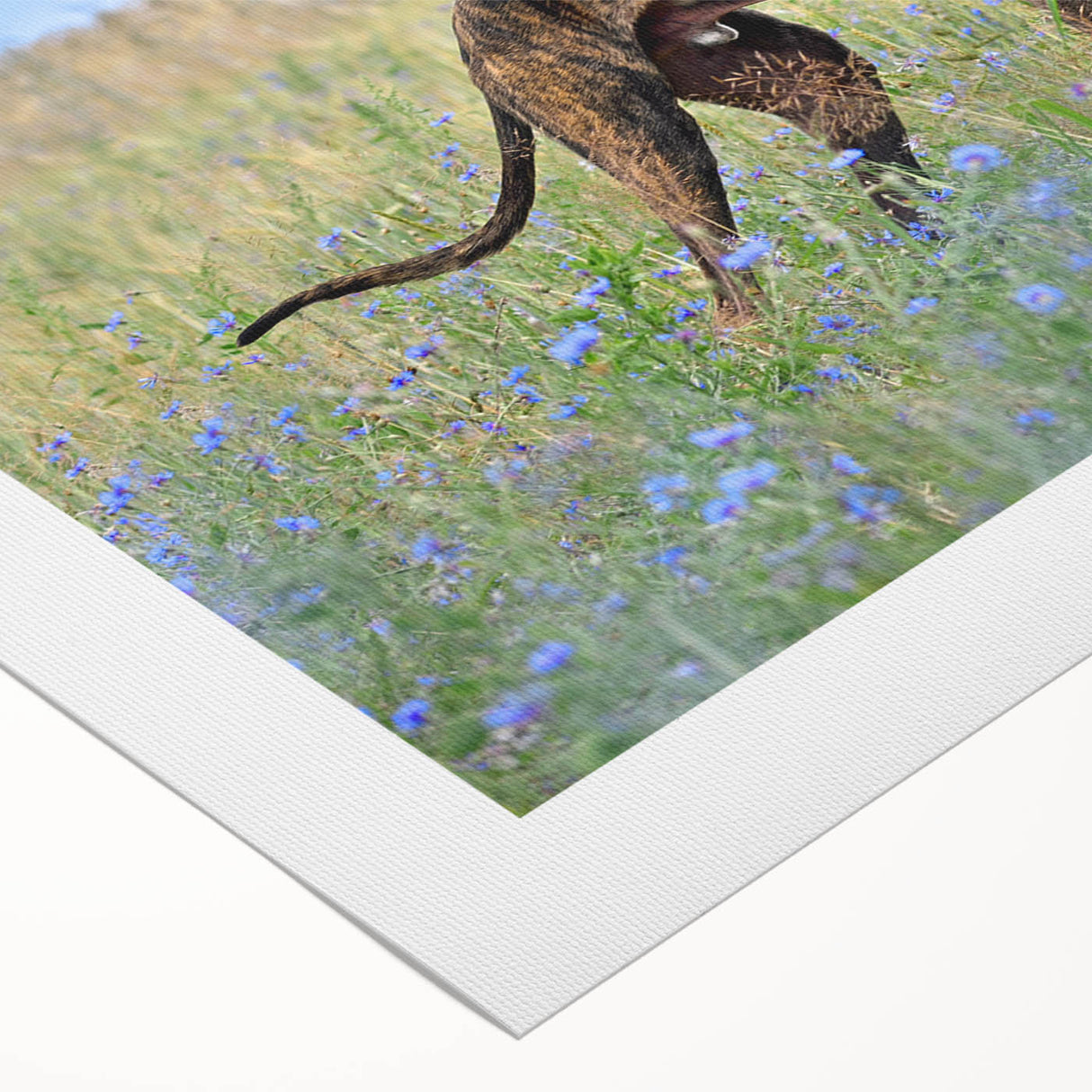 Vibrant rolled canvas featuring a collection of artistic dog illustrations, showcasing various breeds in a colorful and playful design, perfect for pet lovers' decor.