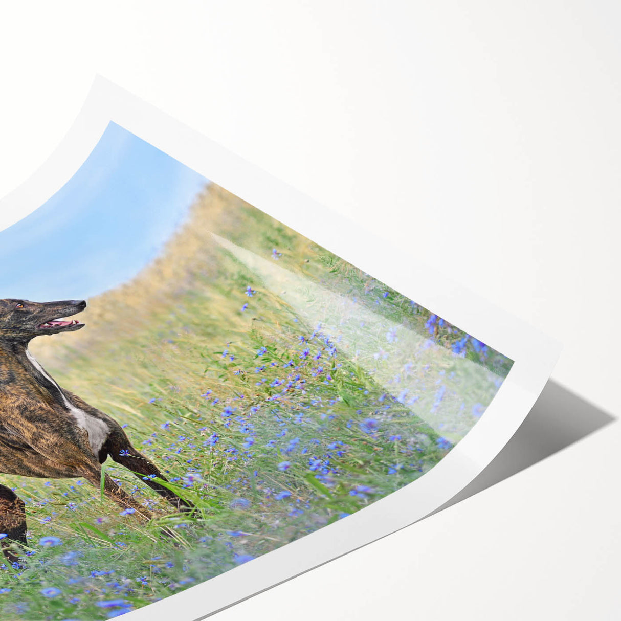 Rolled print showcasing a vibrant collection of wild dogs in a natural setting, designed for wall art enthusiasts. Ideal for animal lovers and home decor.