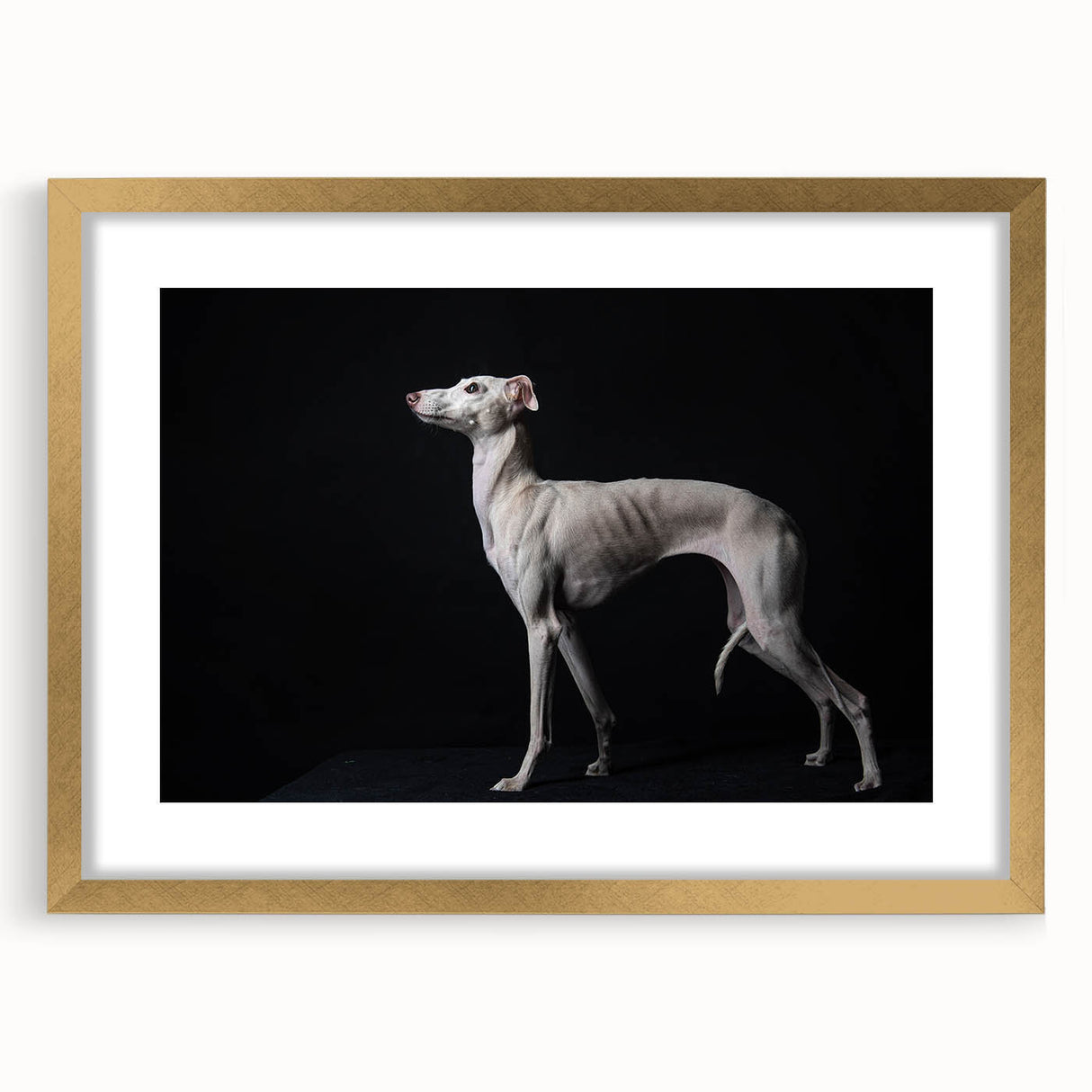Wall art collection featuring a gold-framed design of various dog breeds, elegantly matted, showcasing vibrant colors and intricate details, perfect for animal lovers.