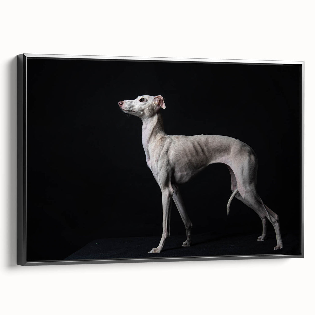 Framed canvas wall art showcasing a vibrant dog design from the 'Animals A Wild Life' collection, featuring a sleek black frame and side view display. Ideal for pet lovers and modern decor.
