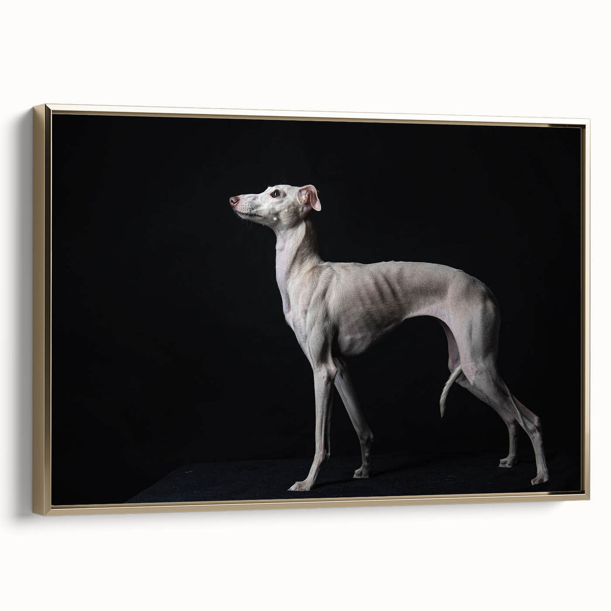 Framed wall art collection showcasing a vibrant dog design against a gold backdrop, perfect for animal lovers and home decor enthusiasts.