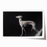 Vibrant wall art print showcasing a collection of various dog breeds in a playful and artistic style, rolled for easy display and shipping. Ideal for animal lovers.