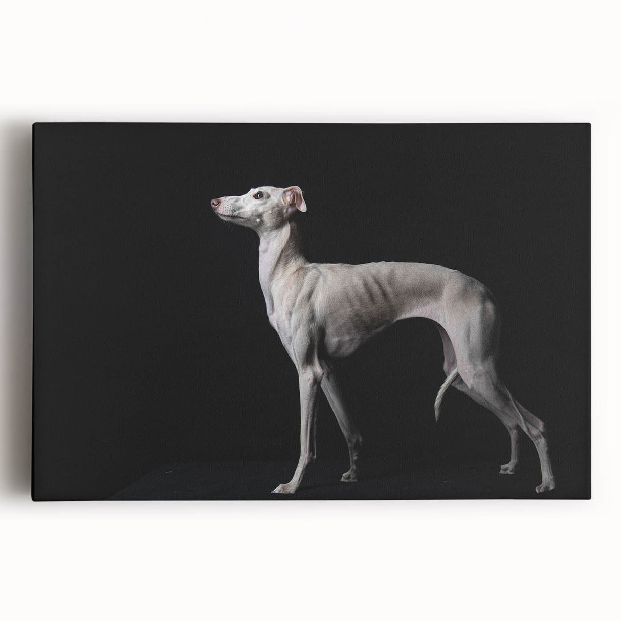 Colorful stretched canvas wall art showcasing a vibrant design of wild dogs, featuring detailed textures and rich hues, perfect for animal lovers’ decor.