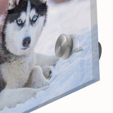 Close-up of a vibrant acrylic glass wall art piece showcasing a wild dog design, featuring rich colors and intricate details, perfect for animal lovers' decor. Ideal for home or office settings.