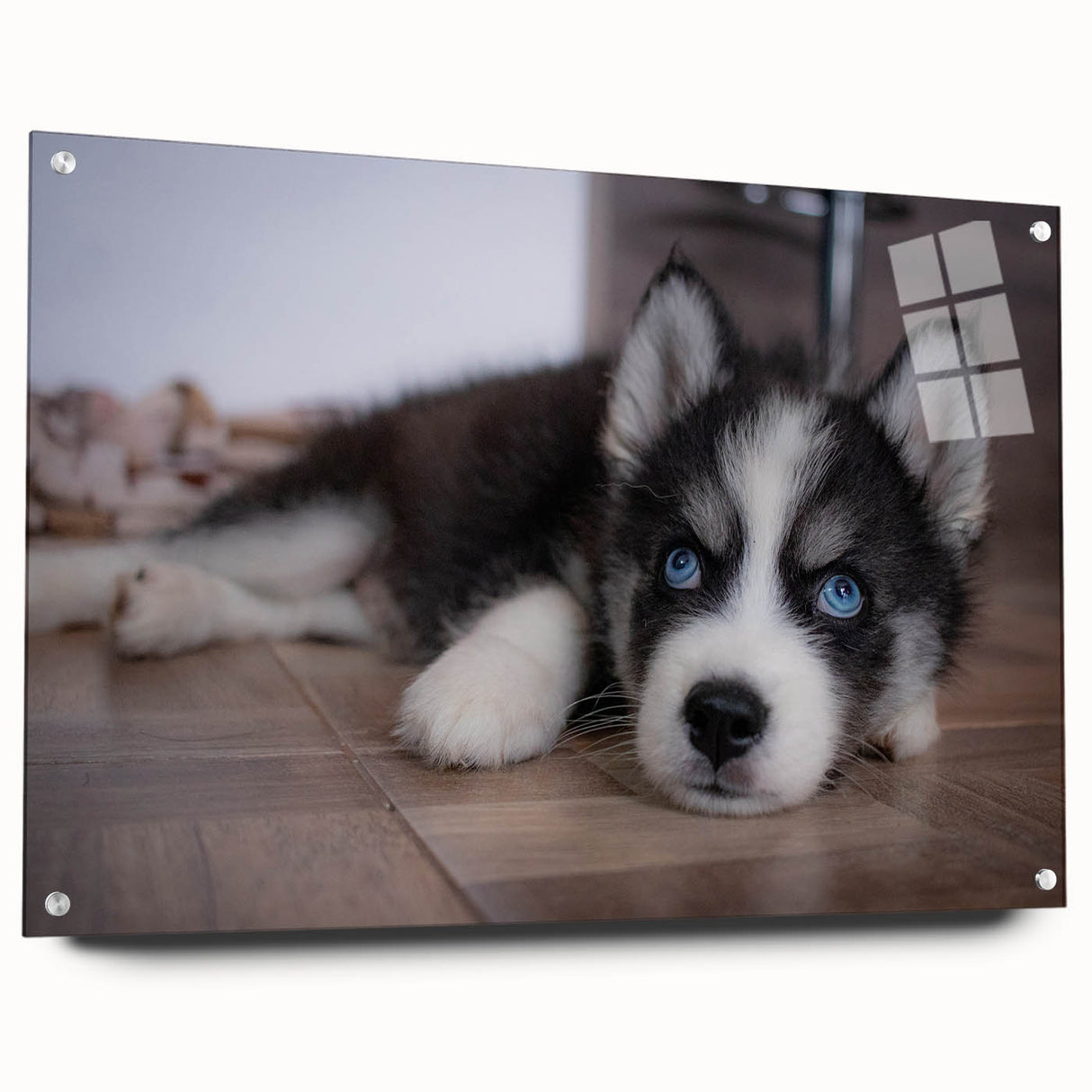 Acrylic wall art collection showcasing a vibrant dogs design, elegantly displayed from the side with decorative pins, ideal for animal lovers and home decor.