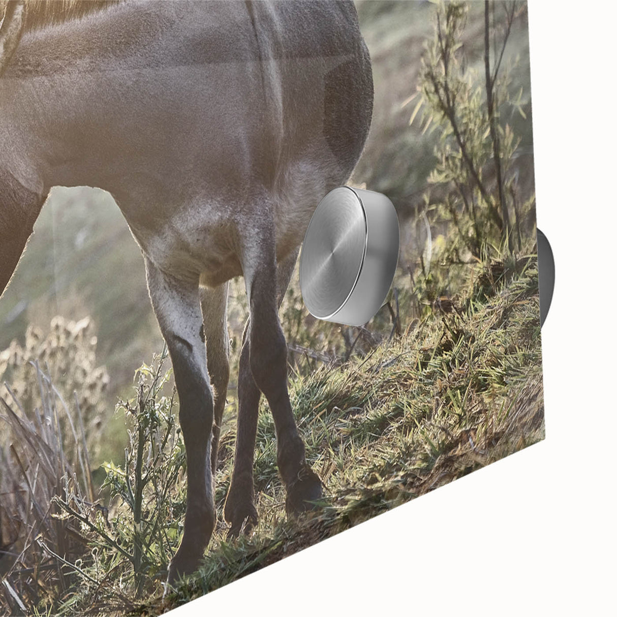 Close-up of a vibrant donkey wall art piece featuring intricate details and colors, set against a sleek acrylic glass background, ideal for animal lovers and modern decor.