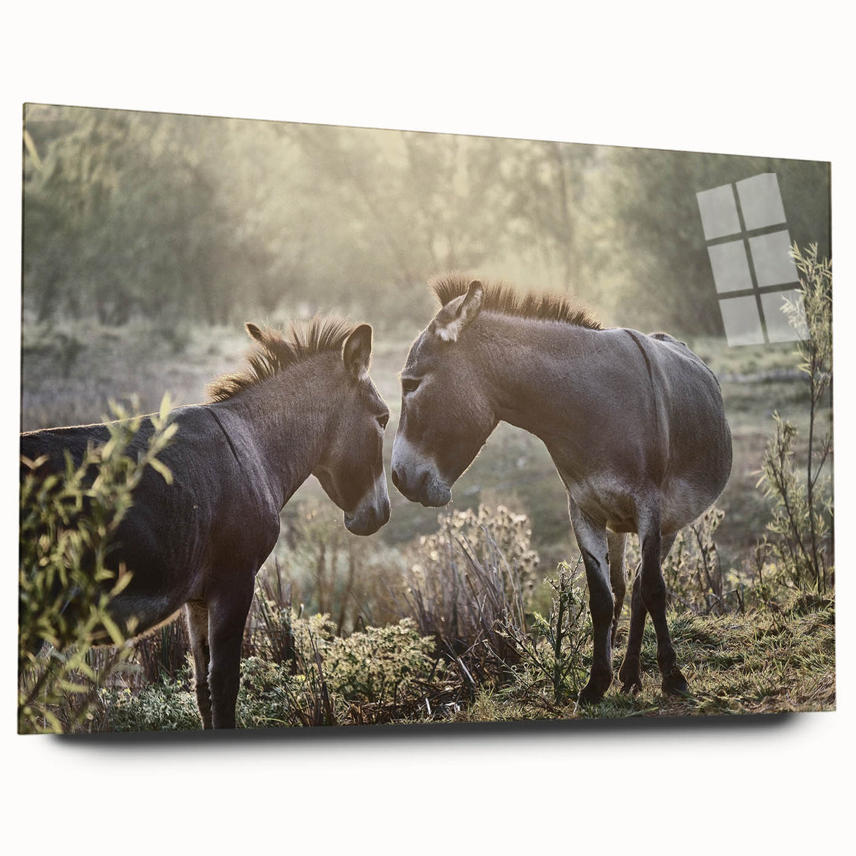 Acrylic glass wall art showcasing a side view of a donkey design from a wild life collection, featuring vibrant colors and intricate detailing, perfect for animal lovers.