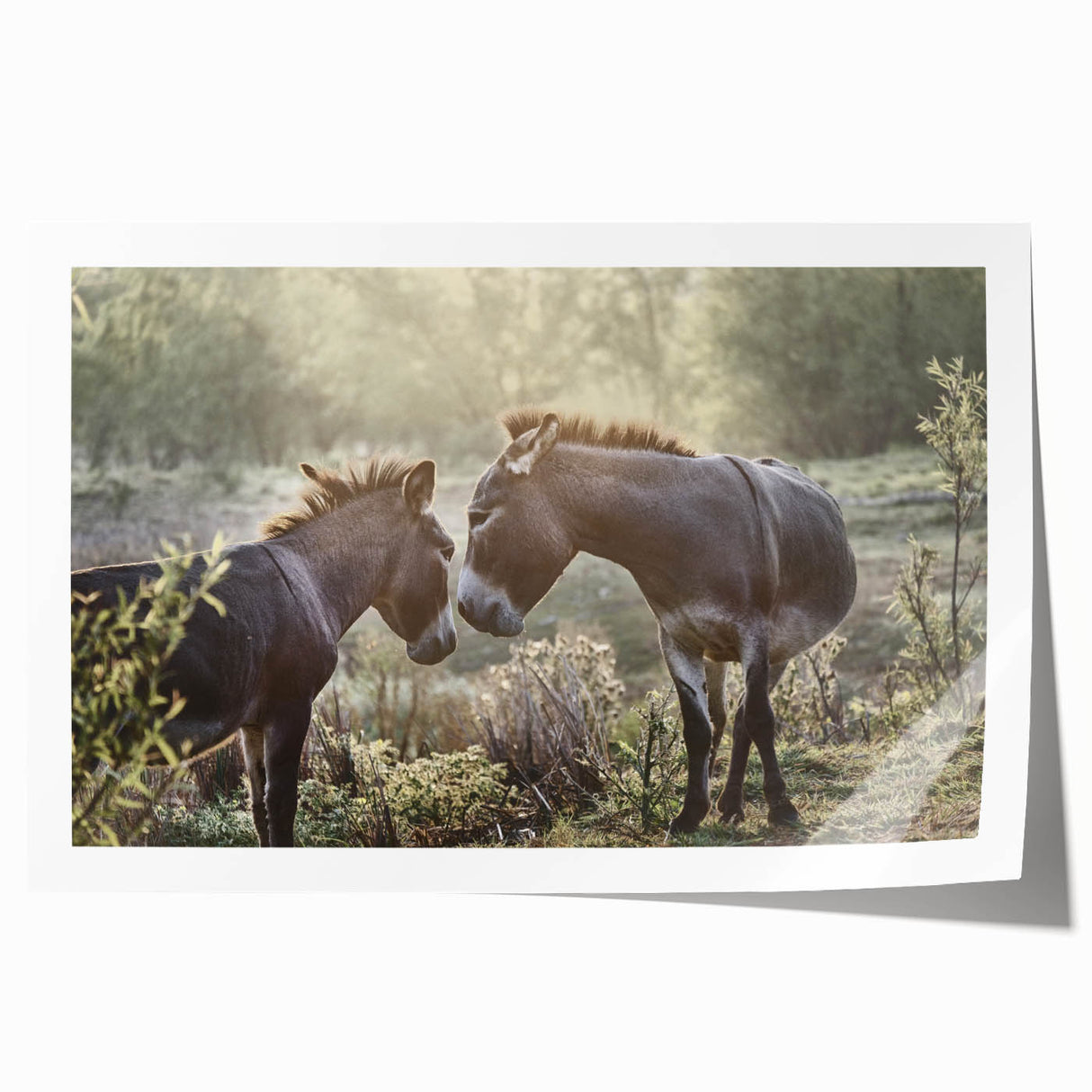 Colorful donkey wall art print showcasing a whimsical design, perfect for animal lovers. The rolled print features intricate details and vibrant colors, ideal for home decor.