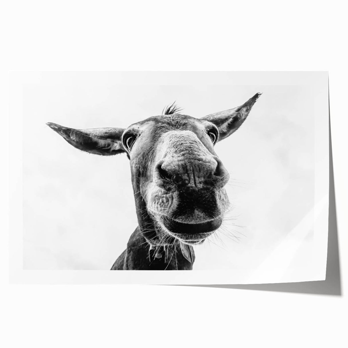 Colorful donkey wall art design showcasing a whimsical, artistic portrayal of a donkey in a vibrant, abstract style, perfect for animal lovers and home decor enthusiasts.