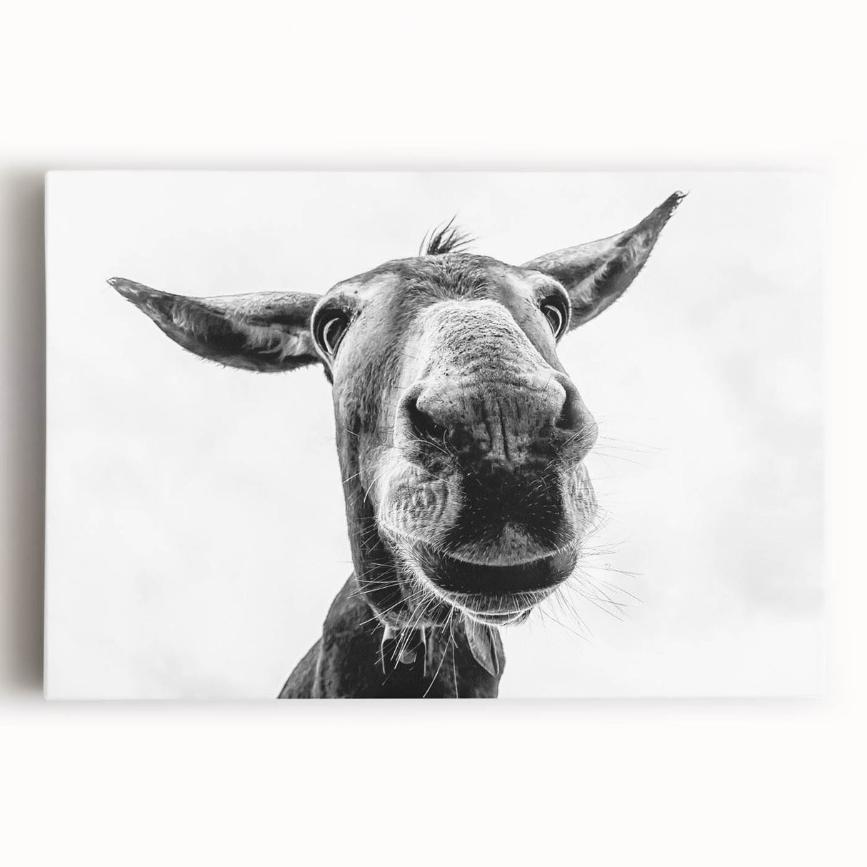Stretched canvas featuring a vibrant donkey design from the "Animals A Wild Life" collection, showcasing rich colors and intricate details, ideal for animal lovers' home decor.